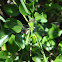 Eastern Pondhawk (female)