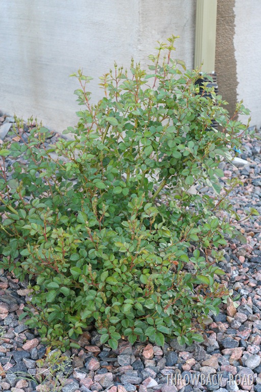 [rose-bush-0245.jpg]