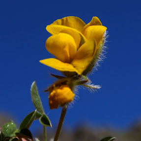 puerto del cerezo y pico del Bermejo 016.JPG