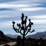 Joshua Tree