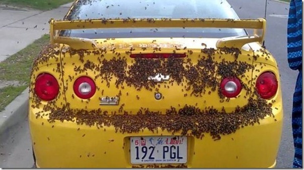 Chevrolet camaro (1)