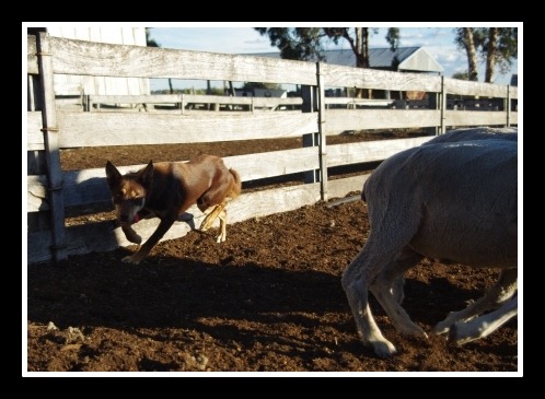 [kelpie%25202%2520w%255B7%255D.jpg]