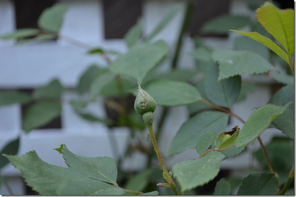 DSC_0016 DSC_0016