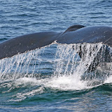 Humpback whale