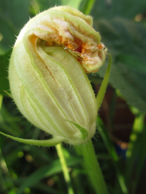 [pumpkin4%2520%252817%2529%255B7%255D.jpg]