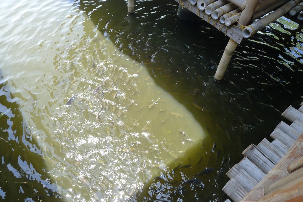 [Fishes%2520at%2520Apag%2520Marangle%2520Pampanga%255B3%255D.jpg]