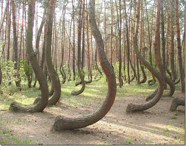 這些生長在波蘭Gryfino的樹木，沒有人知道牠們為何會彎曲成這樣。