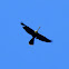 Anhinga