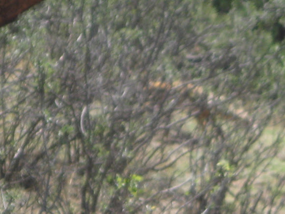 Spotting Image 1