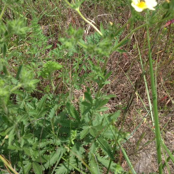 Spotting Image 1