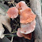 velvety red mushroom