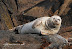  &ndash; Harbour seal