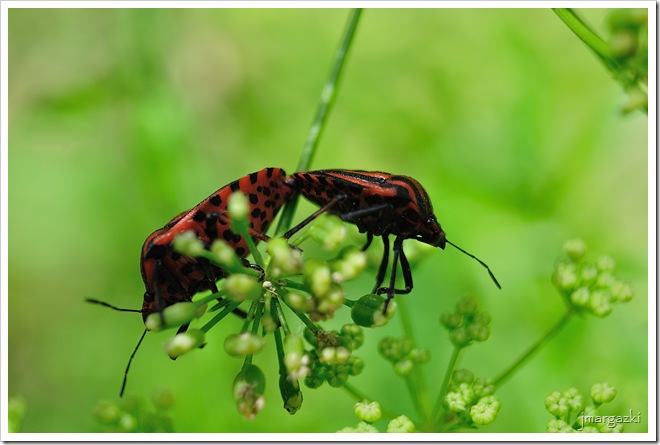 DSC_0267 DSC_0267
