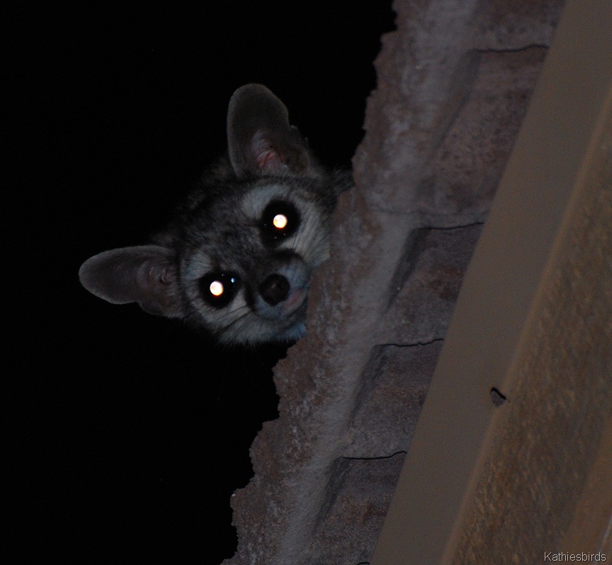 [2.%2520ring-tailed%2520cat%2520on%2520roof-kab%255B3%255D.jpg]