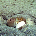 Crab (Secret Bay, North Bali)