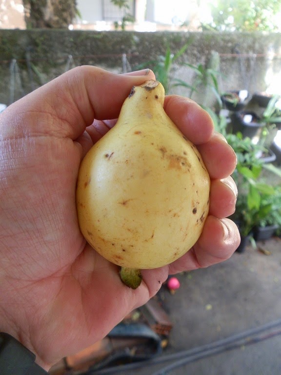 [Goiaba%2520Pera%2520%25281%2529%255B3%255D.jpg]