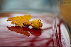 leaf flower.jpg