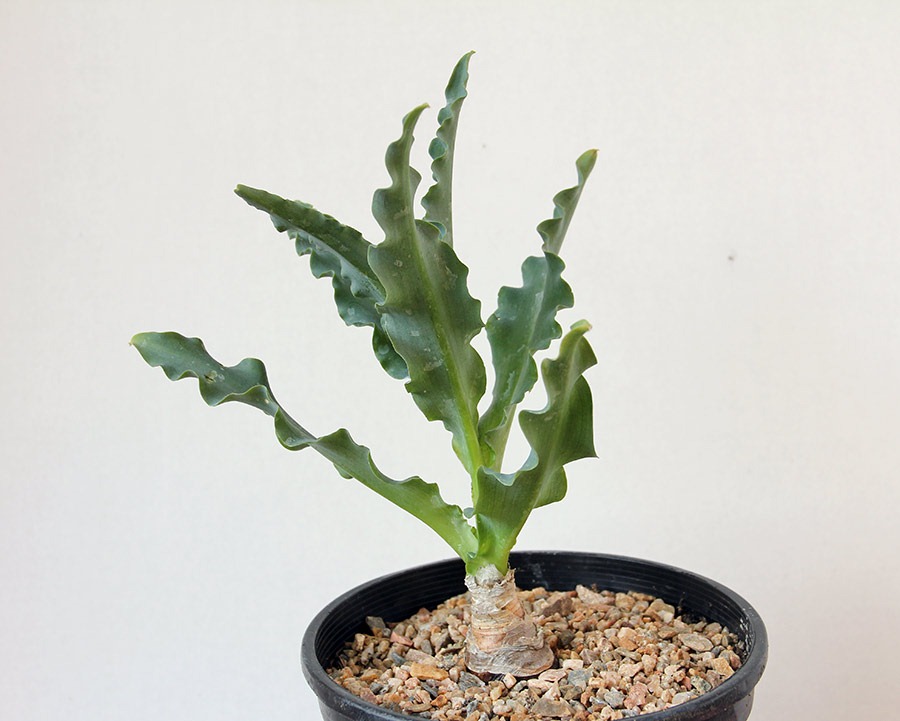 [111208_Veltheimia-capensis_001%255B3%255D.jpg]