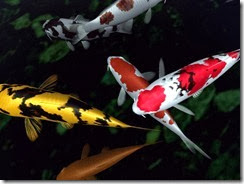 small-koi-fish-wallpaper small-koi-fish-wallpaper