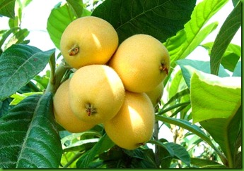 Eriobotrya japonica Eriobotrya japonica