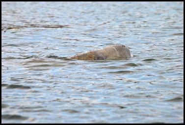 09 - Manatee 09 - Manatee