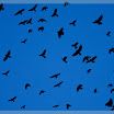 20100131-6046.jpg