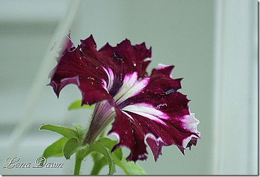 Petunia_CanCan