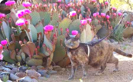 bella-and-cactus