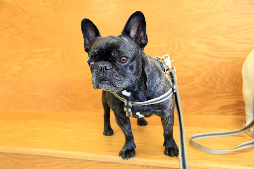 Is it my turn yet?  This is one time I can't wait to be seen by the vet!  I'm finally going to get this button removed from my eye!  Come on, Sharkey!  They just called my name!