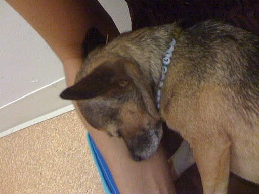 Dr. Annie leaves the needles in for I dunno how long... because I'm fast asleep when she comes back! My mom stays with me the whole time. Dr. Annie leaves the needles in for I dunno how long... because I'm fast asleep when she comes back! My mom stays with me the whole time.