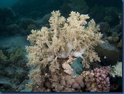 IMG_0245 IMG_0245