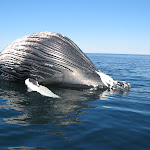 DeadHumpback952 Photo Gallery