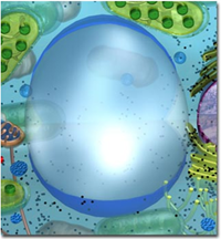 Vacuole