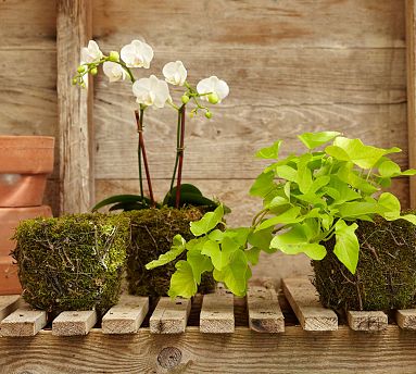 Your plants will look right at home in these mossy planters. (potterybarn.com)