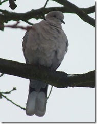 collar dove (2)