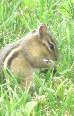 chipmunk4 chipmunk4