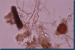 05_Fungi_sml 05_Fungi_sml