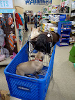 Sharkey!  We're meeting new friends left and right!  Look at this Frenchie who popped into our cart!