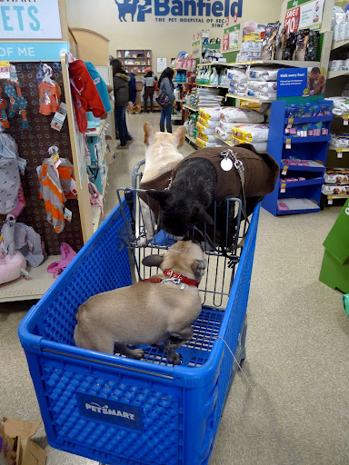 Sharkey!  We're meeting new friends left and right!  Look at this Frenchie who popped into our cart!