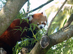 Cute little red panda. Found only in Nepal and of course the Auckland Zoo.