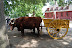 Colonial Williamburg in May