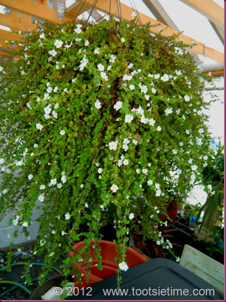 DSCN5922 DSCN5922