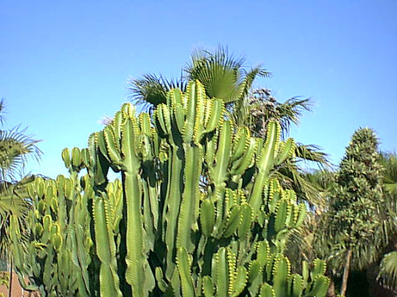 Cactus