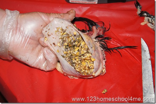 Homeschool Science - What's inside a chicken's stomach Homeschool Science - What's inside a chicken's stomach
