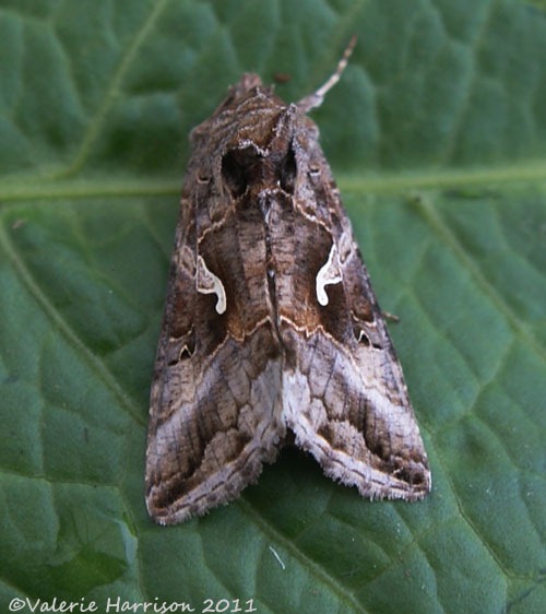 [silver-y-2-top%255B2%255D.jpg]