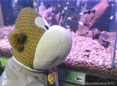 [guppies.%255B8%255D.jpg]
