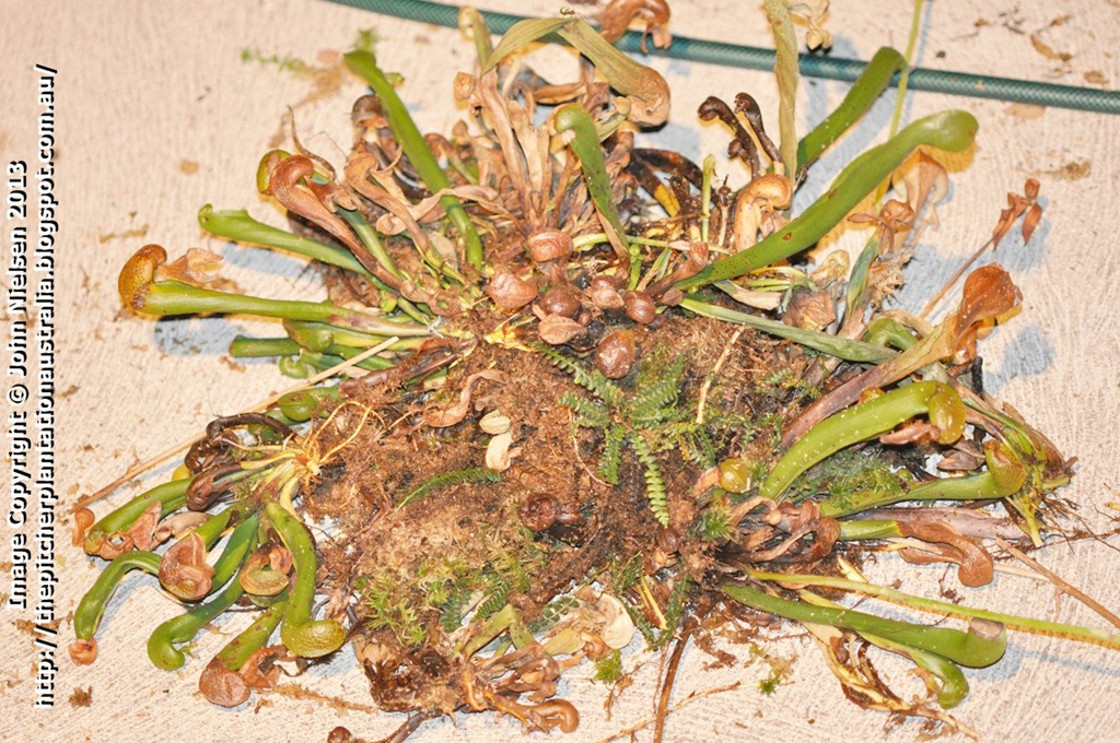[Darlingtonia_1_blog%255B3%255D.jpg]