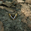 One insect you never expect to block your path is a butterfly, but this one just loved hopping around right in front of us!
