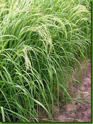 Teff Teff