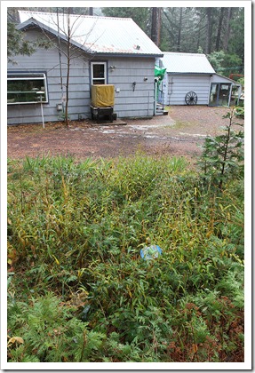 111124_Phyllostachys-bissetii_01 111124_Phyllostachys-bissetii_01